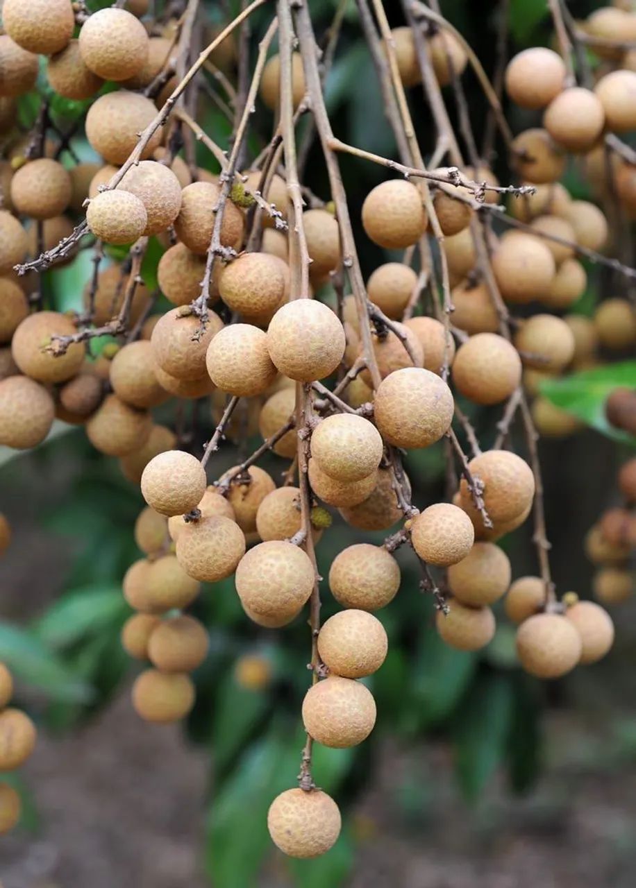 Frutifera Mudas de Pitomba - Foto 2