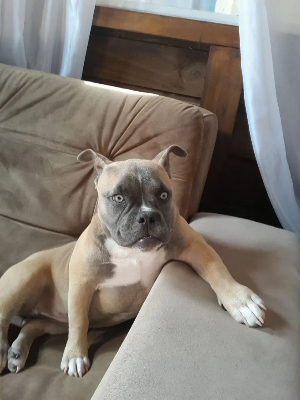 American Bully Pocket fêmea com Pedigree 