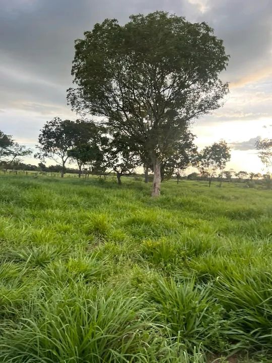 Vendo Fazenda 34.5 alqueires aceito imóveis em Palmas - Foto 8