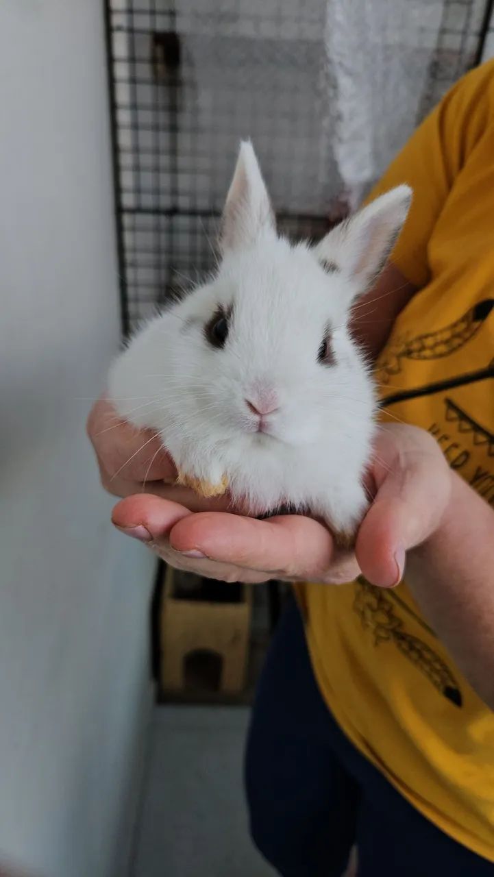 Coelho anão  - Foto 5