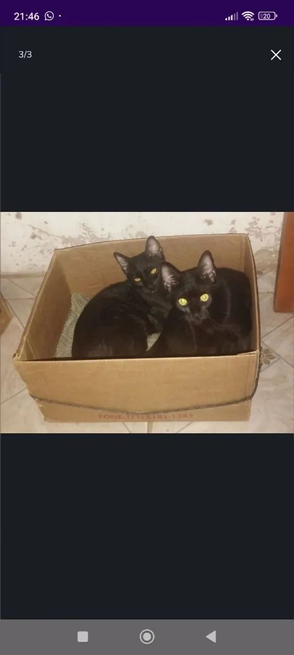 Gatinhos lindos para adoção
