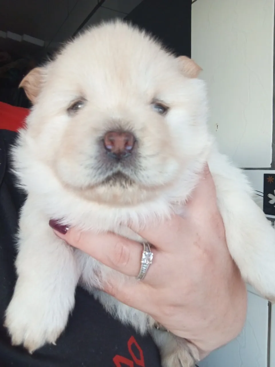 Filhotes de chow Chow puros 