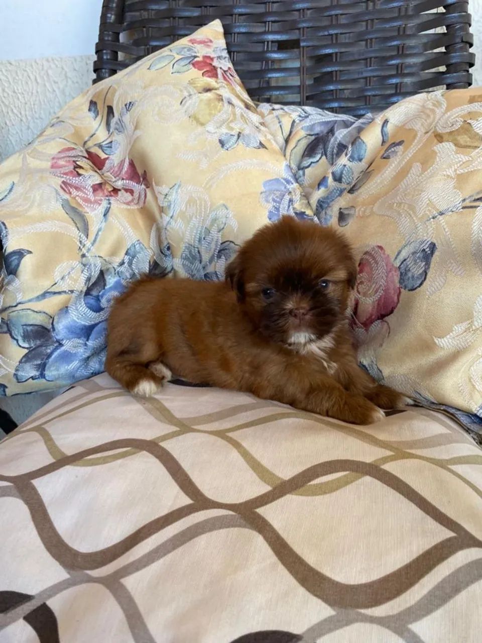 Vendo Shih Tzu fêmea e macho - somente venda
