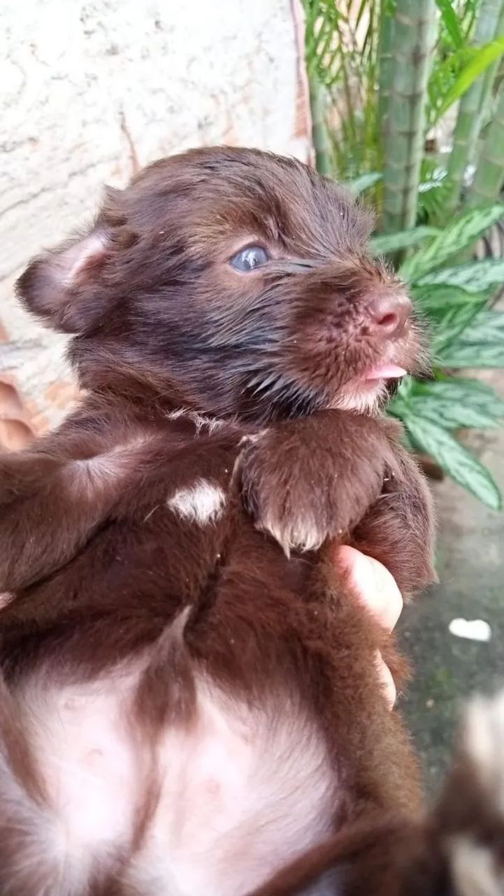 Filhote de poodle  - Foto 5