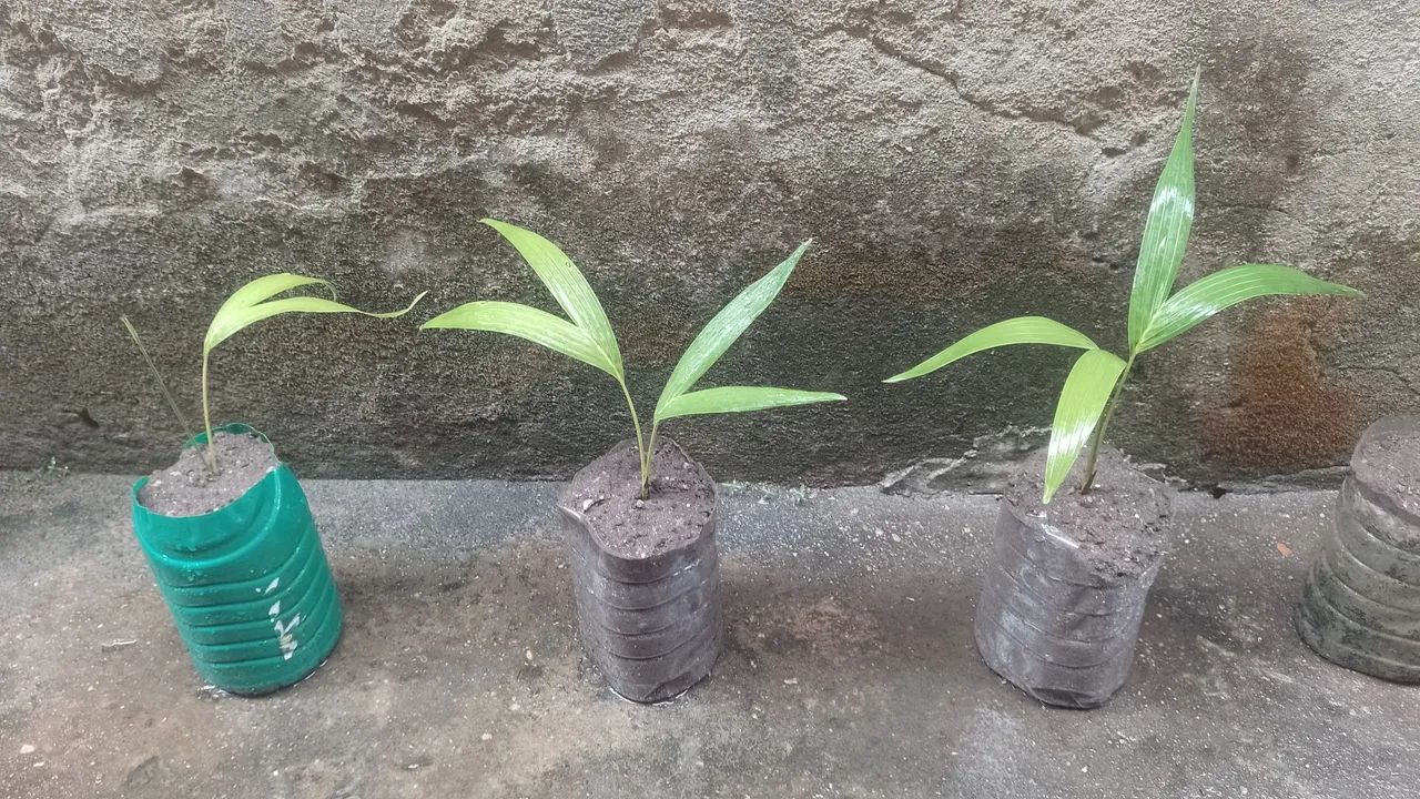 Mudas de Palmeira real