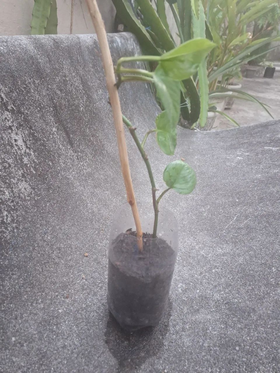 Planta Jiboia - Foto 4