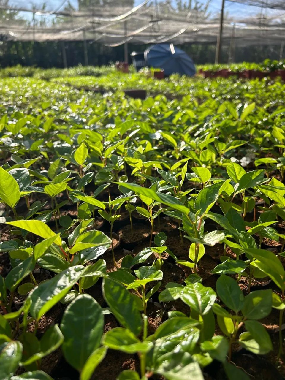 Mudas de plantas para produção rural