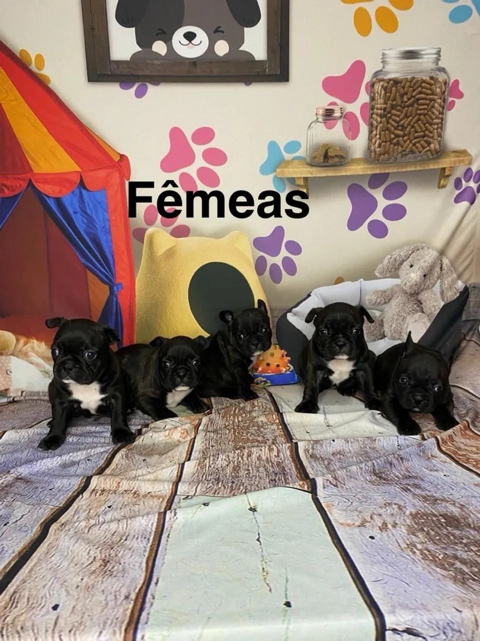 Filhotes de Bulldog Francês - Foto 2