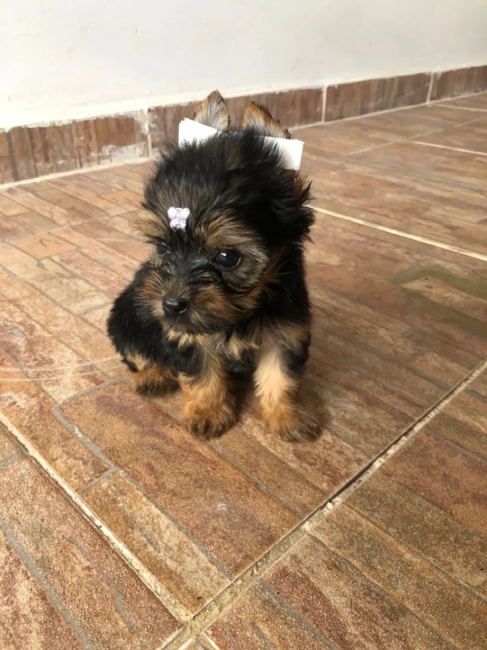 Yorkshire Terrier (1 casal disponível) LEIA O ANÚNCIO  - Foto 3