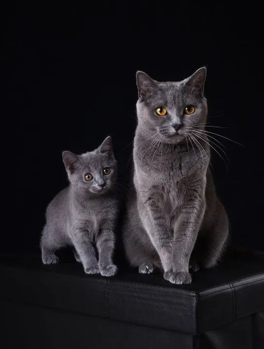  Chartreux disponíveis! ?