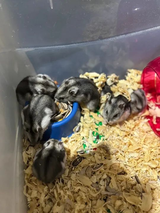 Hamster Anão Russo - Foto 2