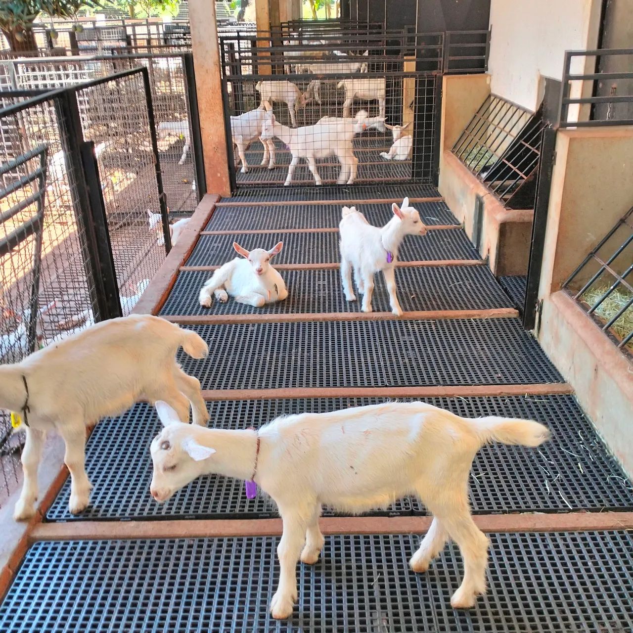 Venda de Carneiros e ovelhas e consultoria - Foto 5