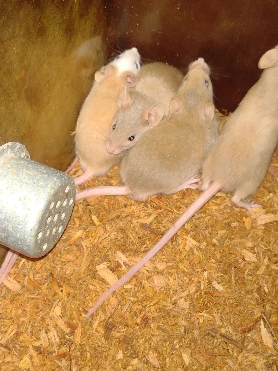 Camundongos dourados lindos - Foto 2