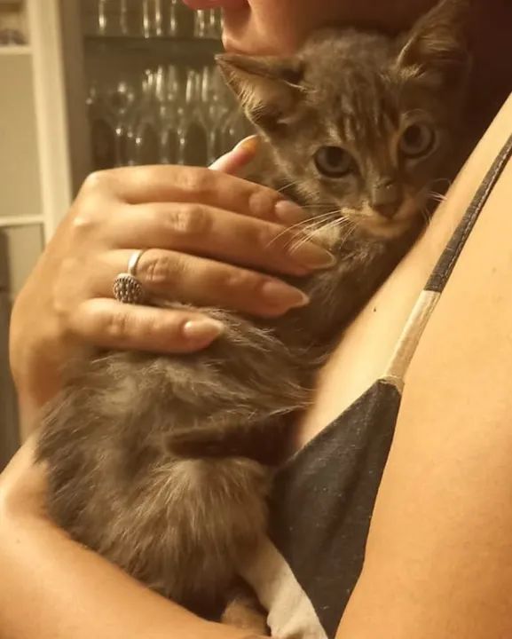 Gatinho para adoção responsável  - Foto 3
