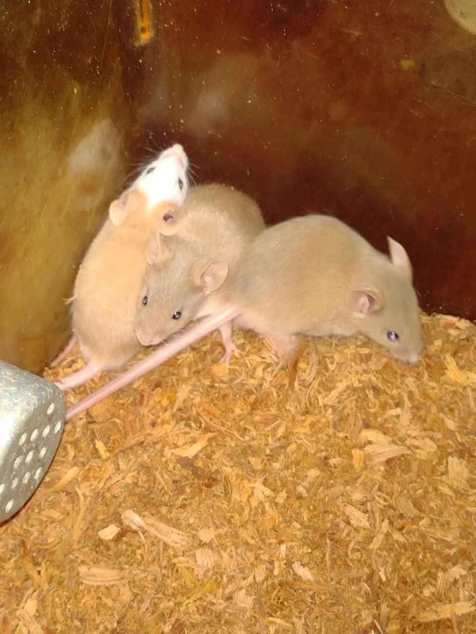 Camundongos dourados lindos