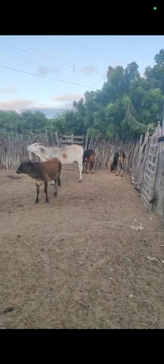 Vaca e novilhas gado