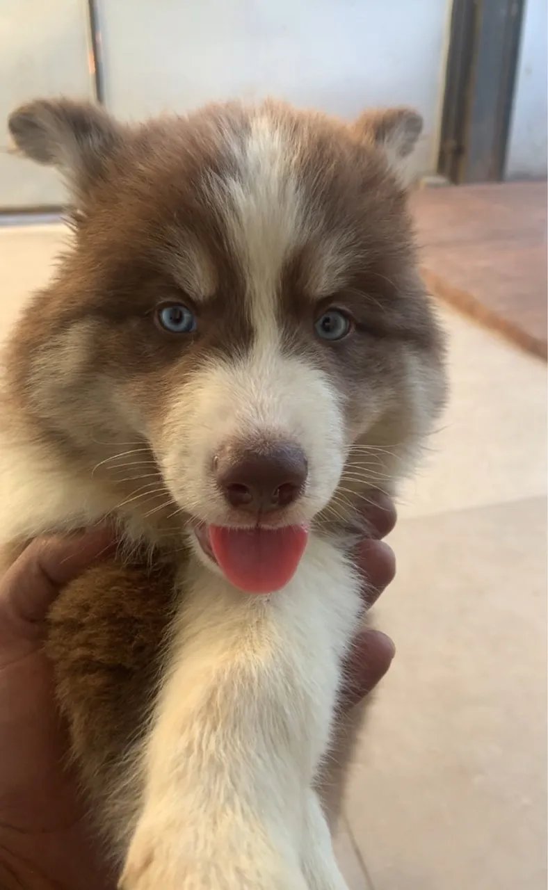 Husky Siberiano - pelagem Wooly 