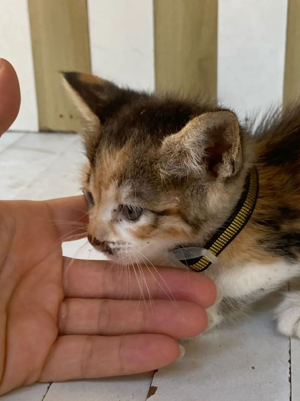 Gatinhas bebês para adoção!