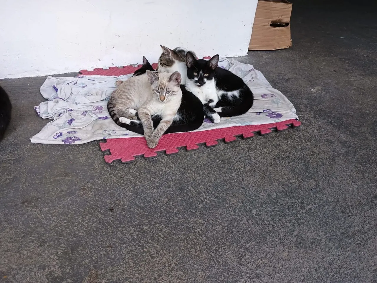 Doação de Gatos