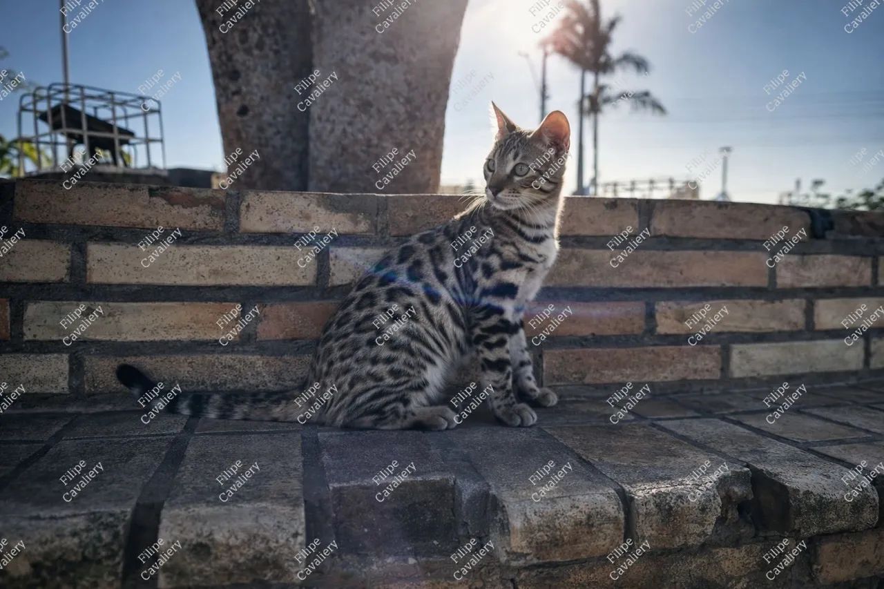 Gata Bengal - Bengal Cat Fêmea - Bengal  - Foto 3