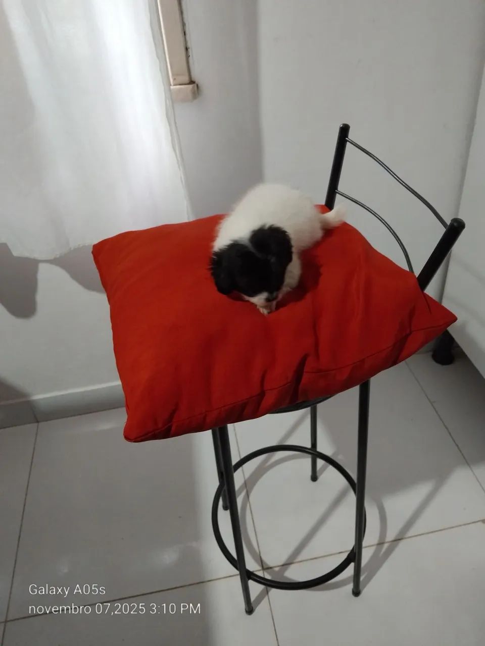 Lindo filhote de lhasa mini filho único machinho 