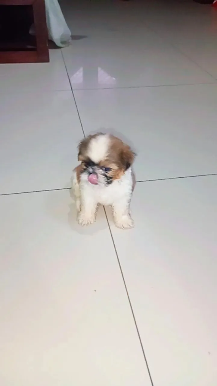 Filhote Shih Tzu fofo e brincalhão