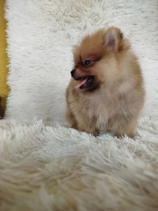 Cachorro  - Foto 2