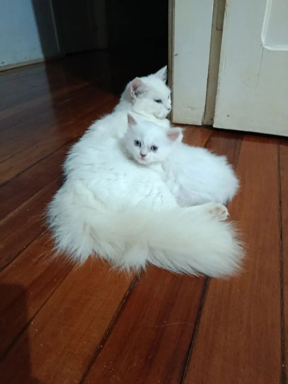 Gata angora persa - Foto 3