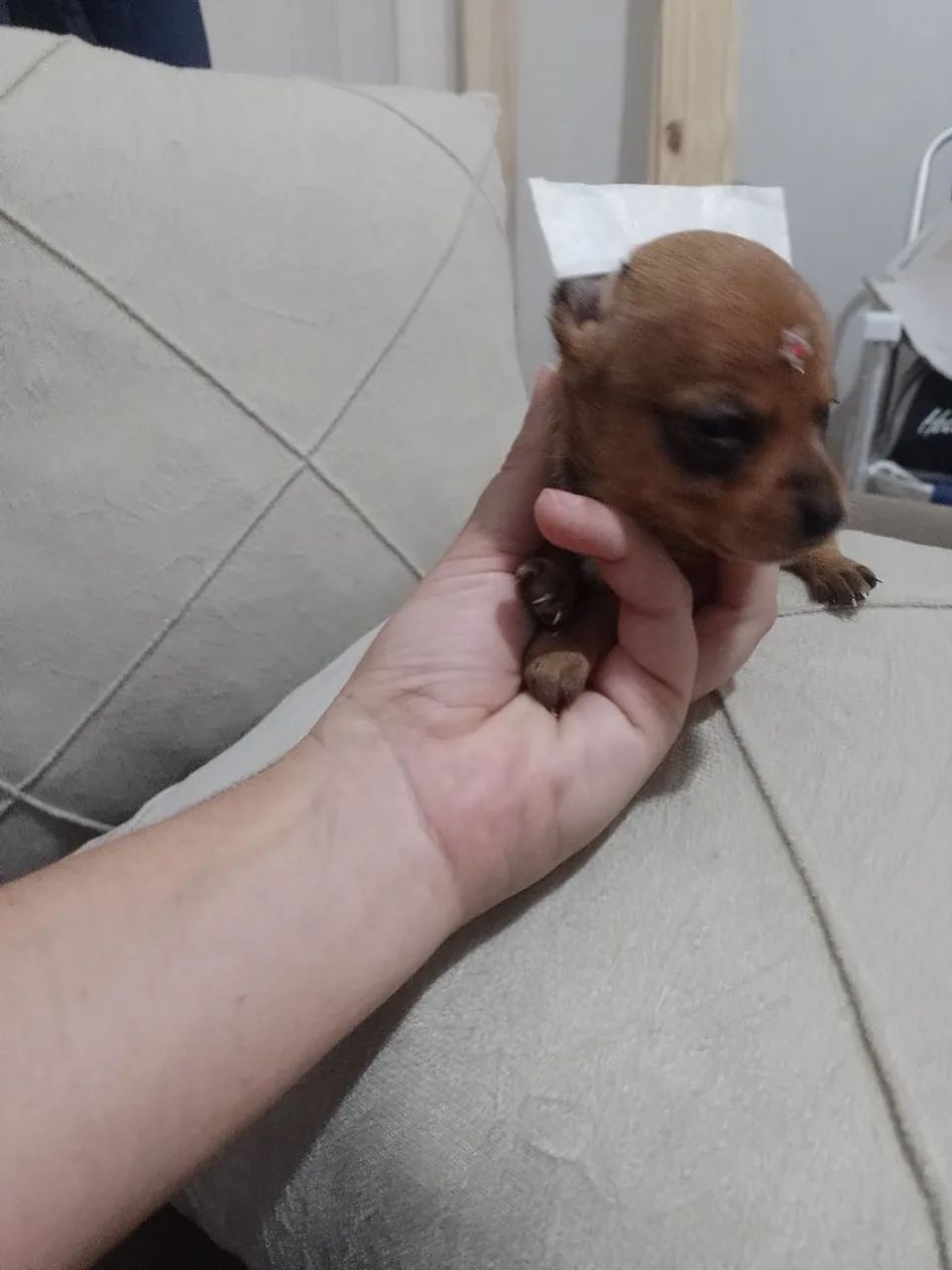 Pinscher zero fêmea  - Foto 2