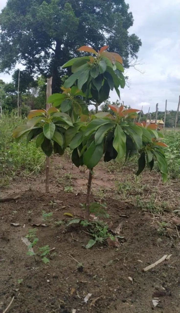 Terreno em Arembepe - linha verde - Foto 6