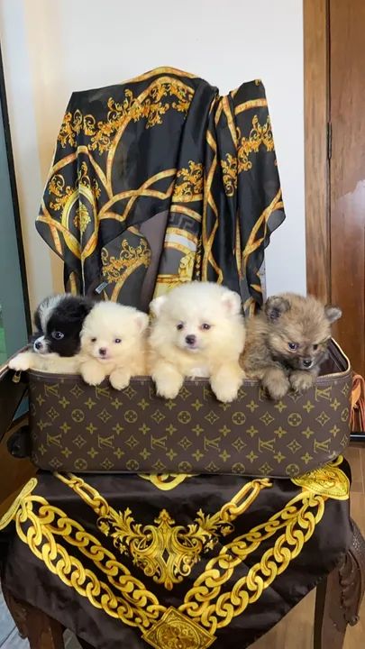 SPITZ ALEMÃO ANÃO FILHOTES LULU LINDOS - Foto 4