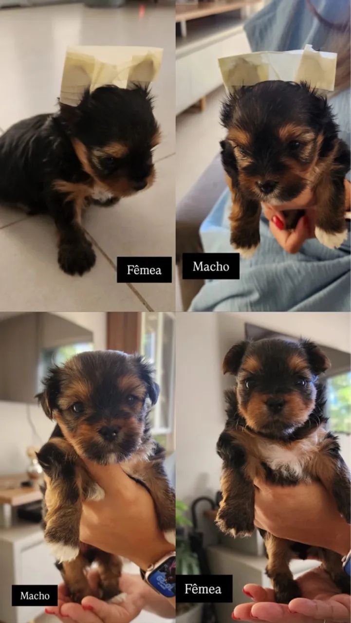 Casal Yorkshire Terrier  - Foto 5