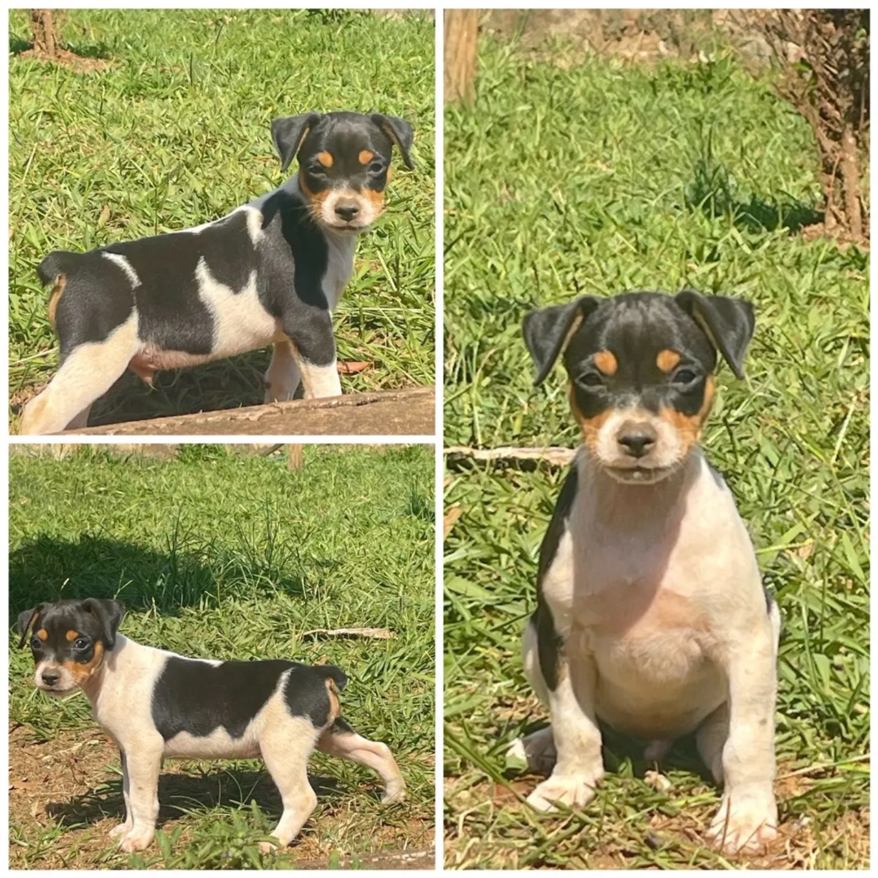 Filhotes Fox Paulistinha (Terrier Brasileiro)