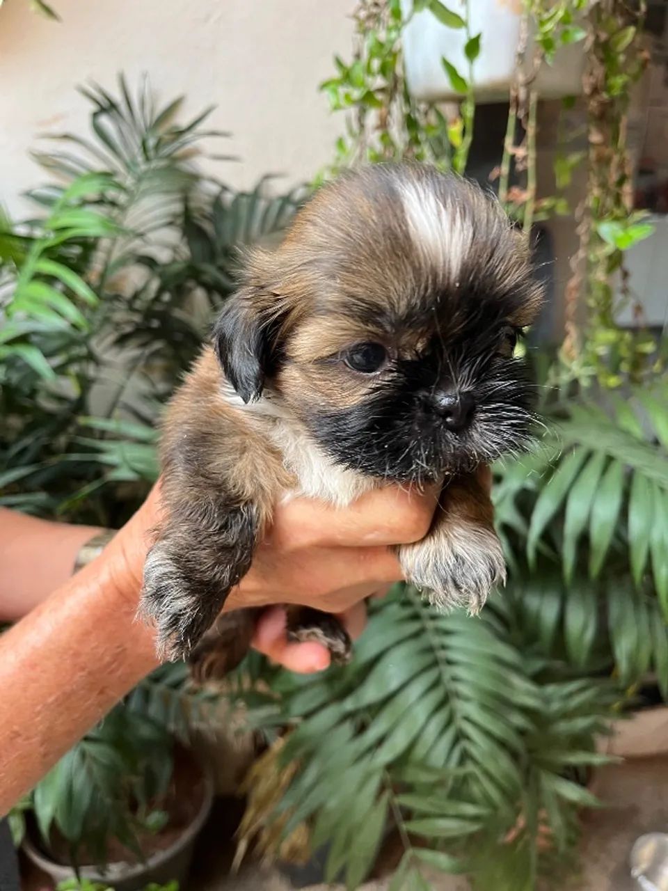 Mini Shitzu - Foto 4