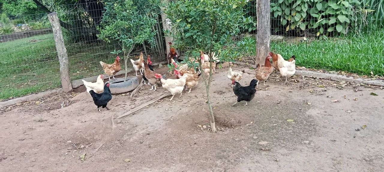 Vendo galinhas adultas (a sua escolha) - Foto 2