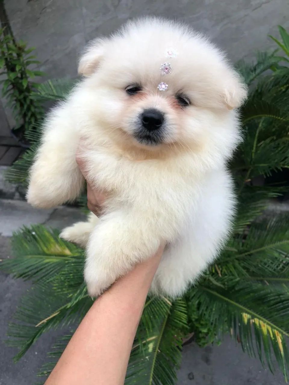 Lulu da pomerania 