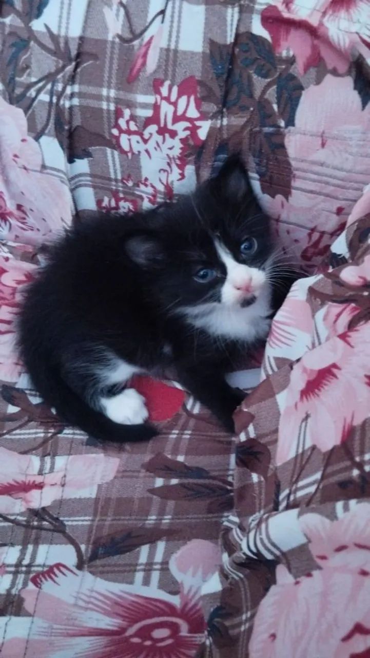 DOA-SE GATINHA DÓCIL FÊMEA  - Foto 4