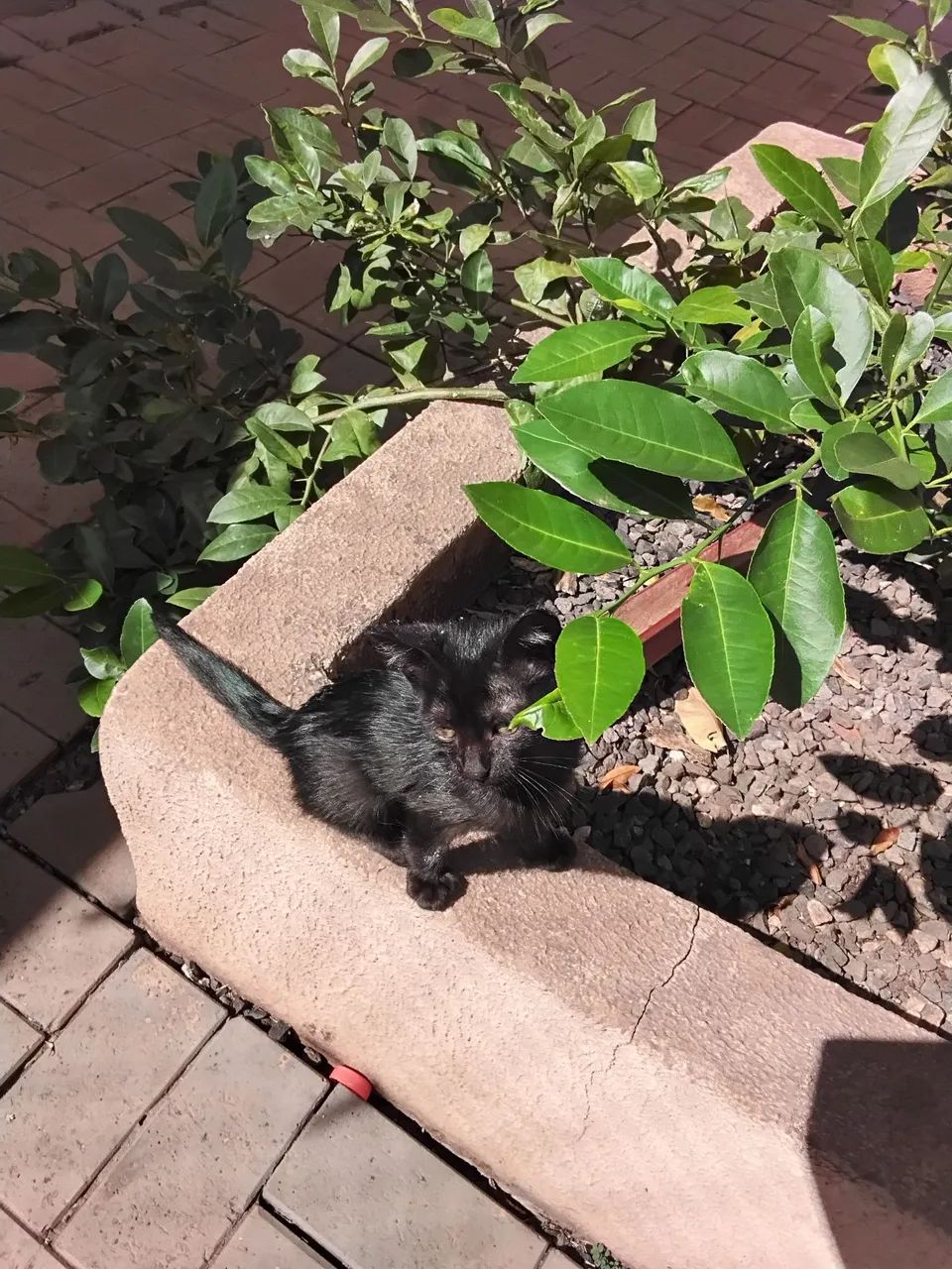 Gatinho lindo disponível para adoção - Foto 3