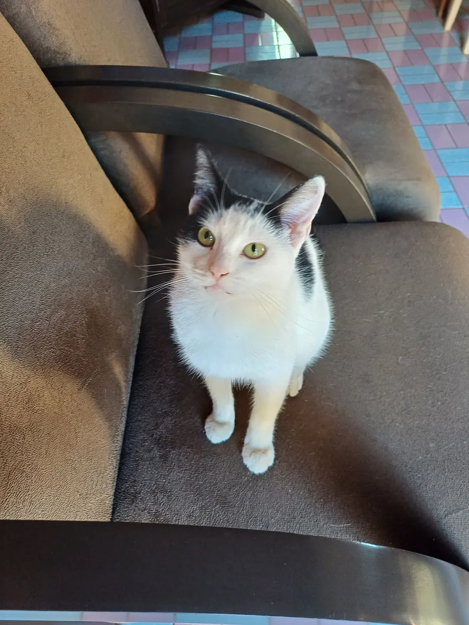 Gatinha disponível para adoção