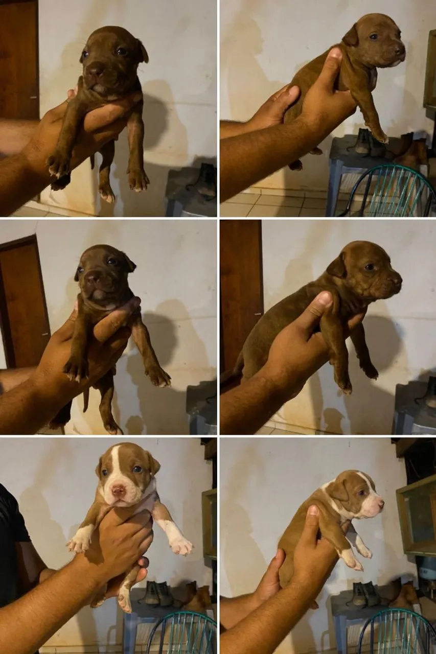 Filhotes de Pit Bull