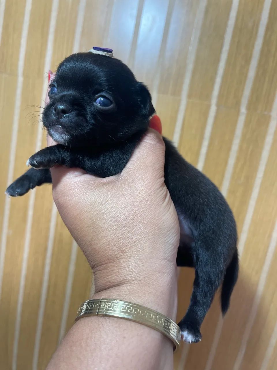 Chihuahua Black Pelo curto 