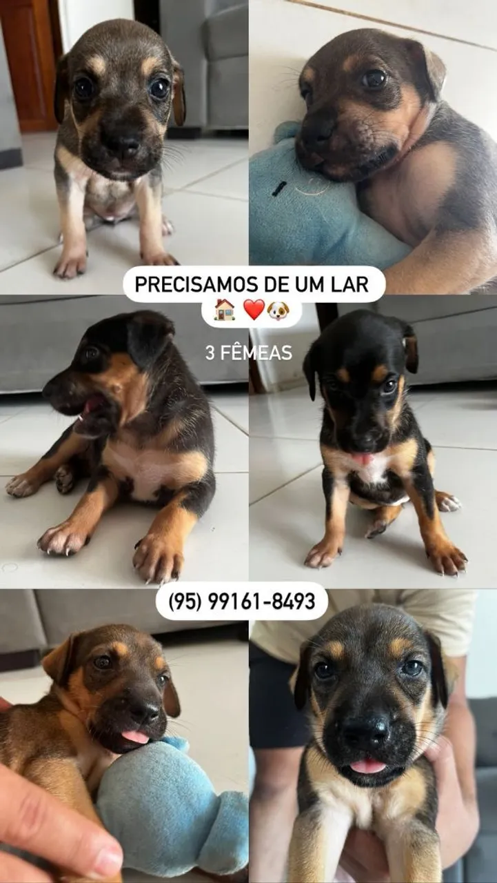Cachorro para adoção