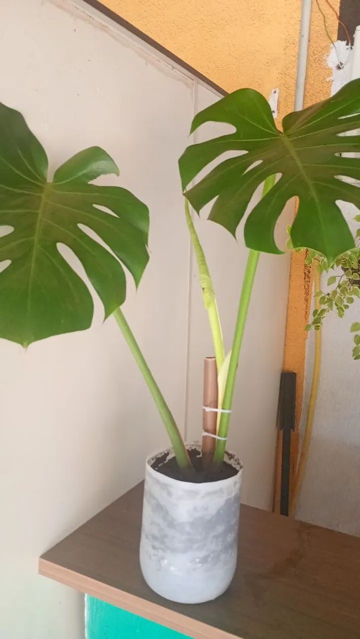 Muda de costela de Adão.