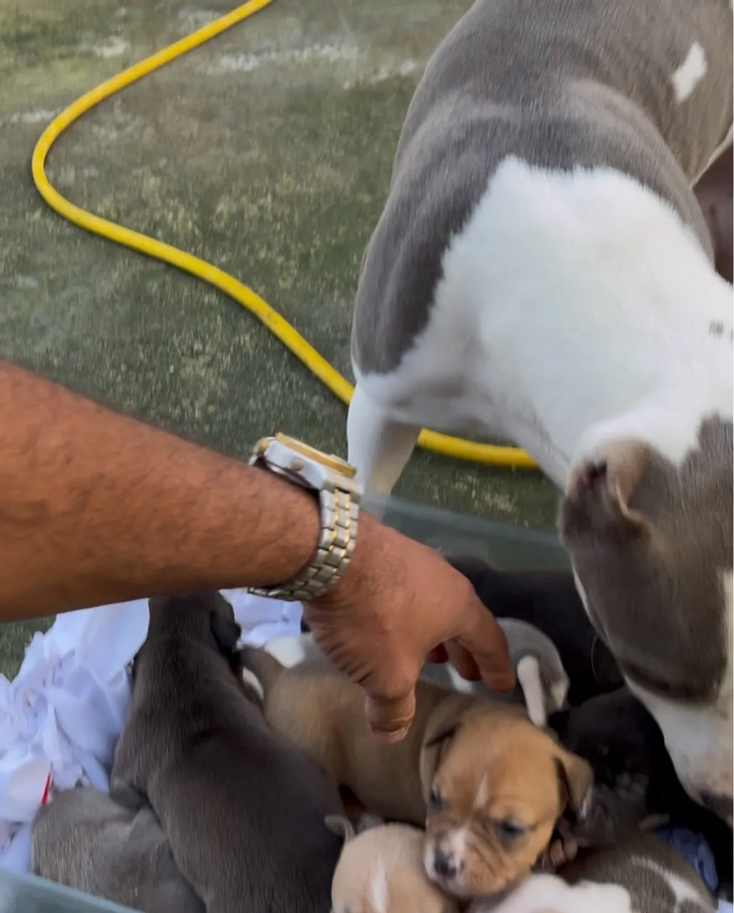 Filhotes Monster com Bully