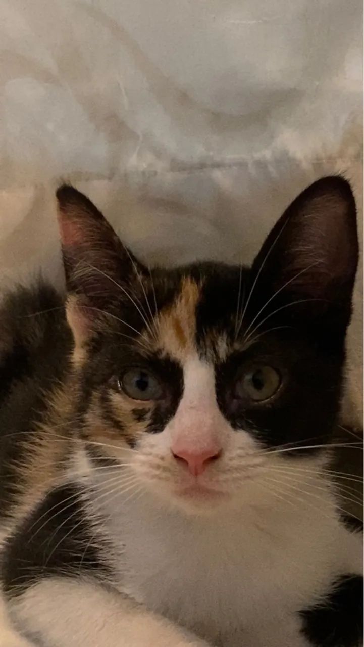 Gatinha Tricolor filhote para Adoção responsável 