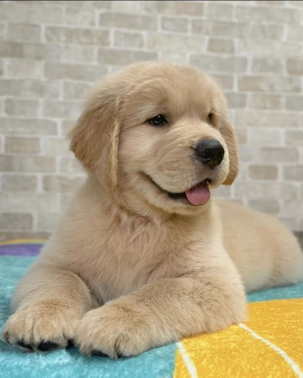 Golden Retriever - Fala se essa carinha não é de se apaixonar? 