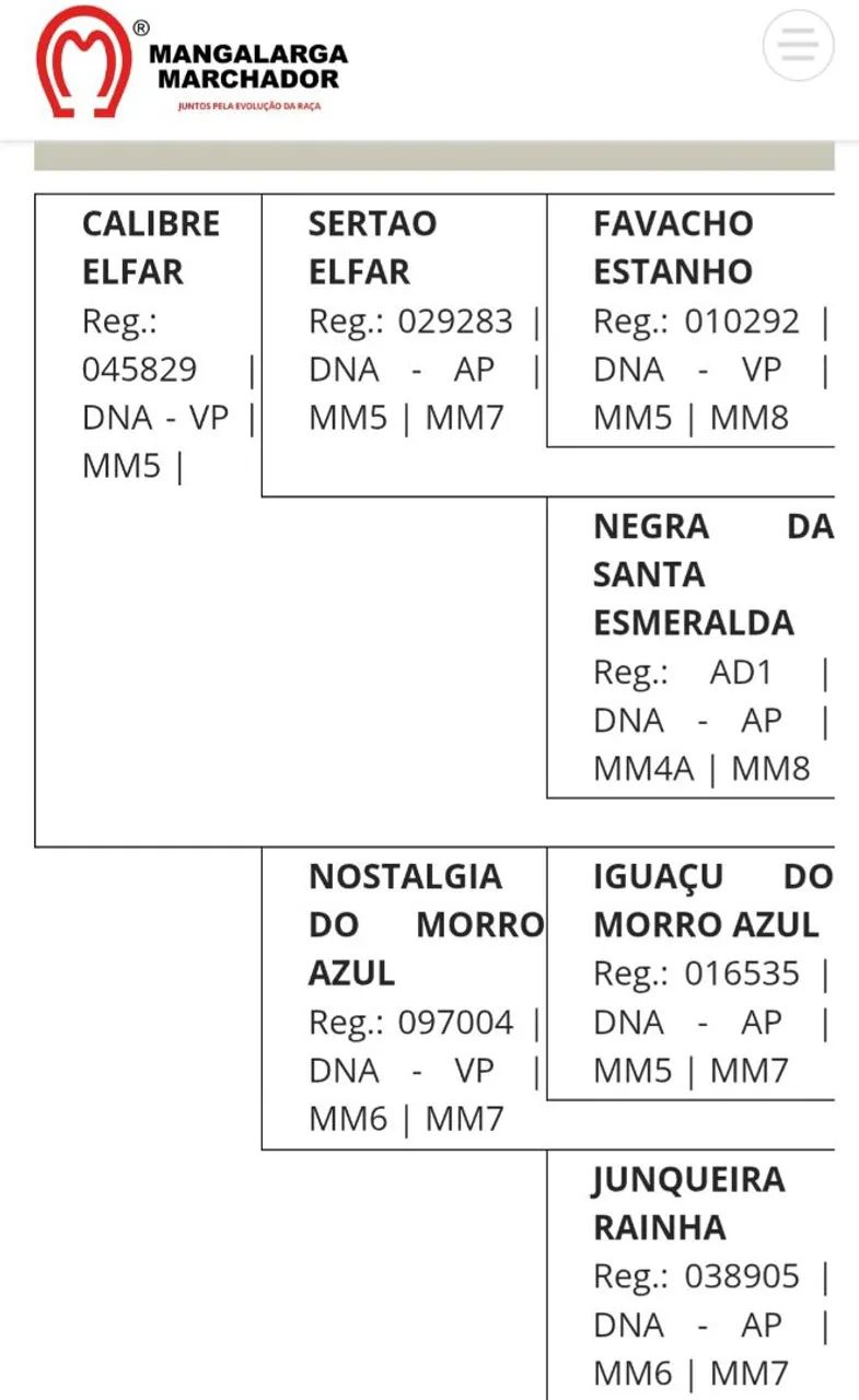 Égua Mangalarga Marchador (Registrada) - Foto 5