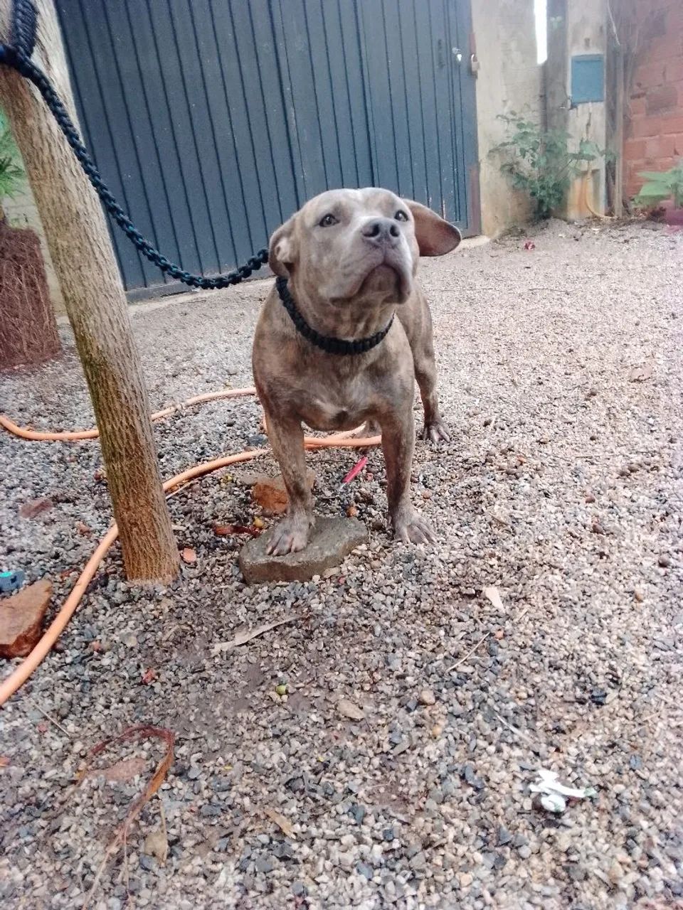 Filhotes De American Pitbull Terrie Disponíveis  - Foto 2