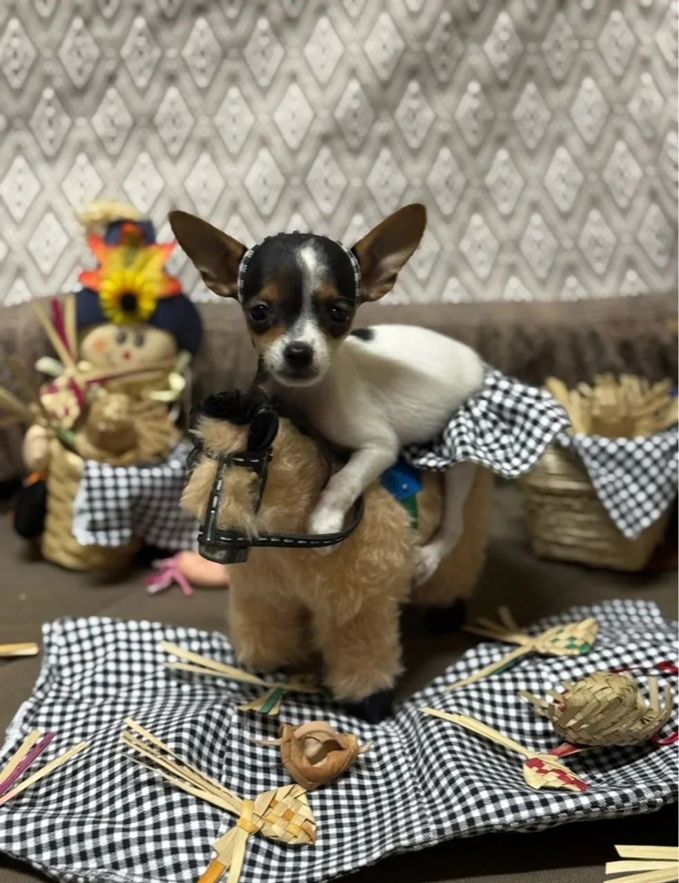 Pinscher Charmosa em Roupa de Festa Junina fêmea número zero 