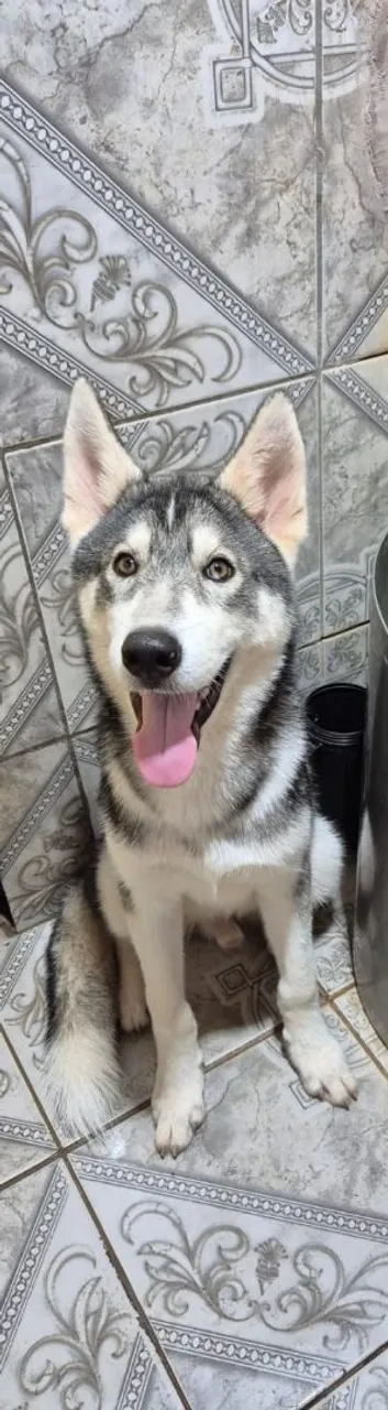 Husky Siberiano